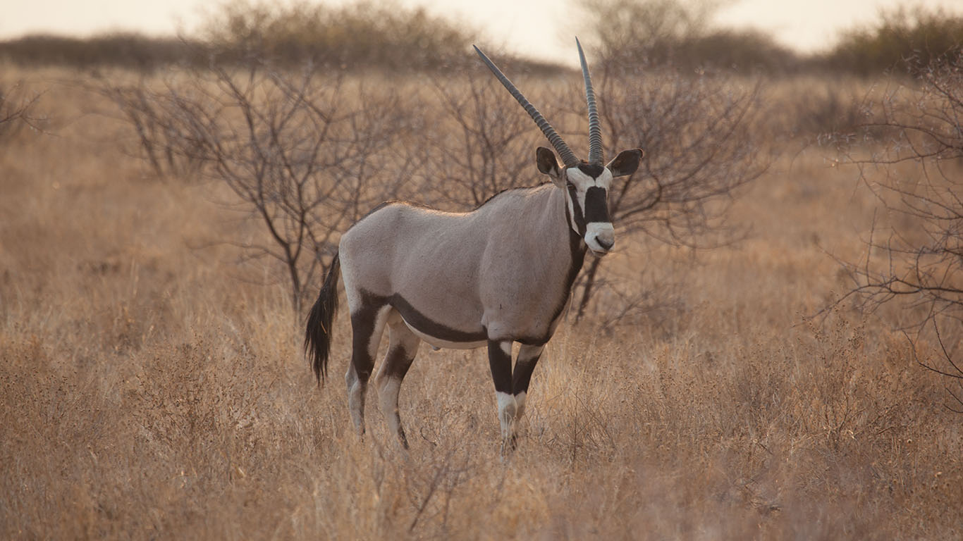 Central Kalahari Game Reserve 