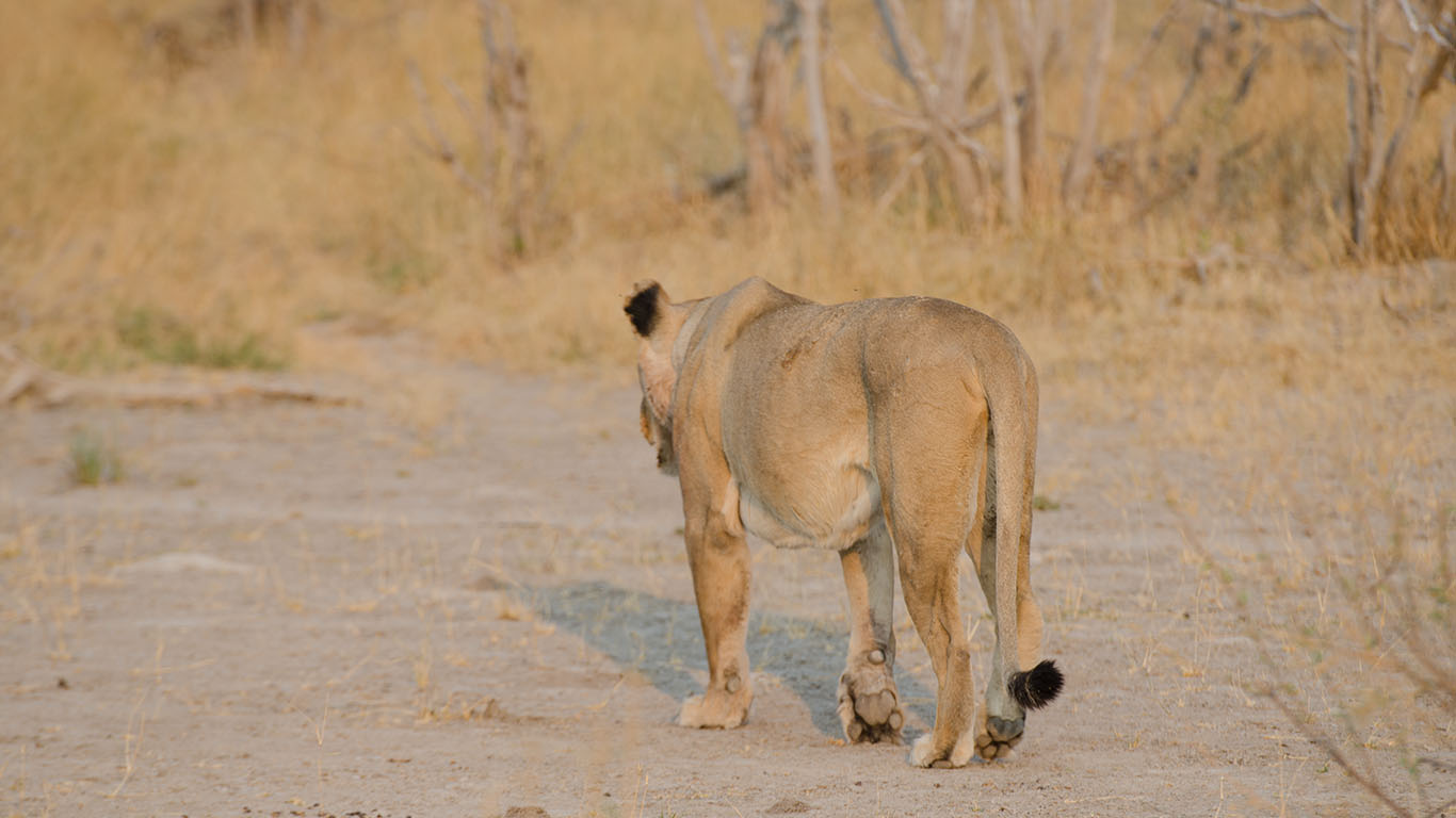 Lion Safari